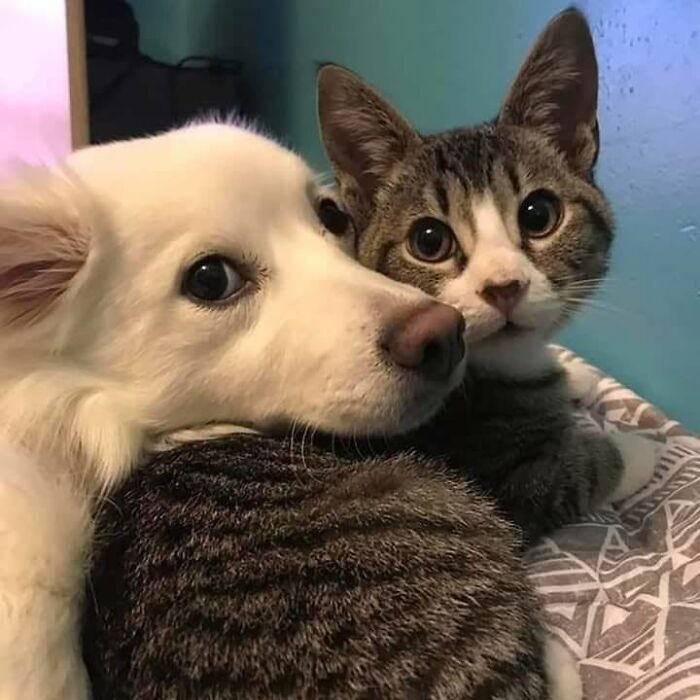 46 Hilarious Cat Pics Shared By A Page That Knows Cats Are Never Normal 46 Hilarious Cat Pics Shared By A Page That Knows Cats Are Never Normal