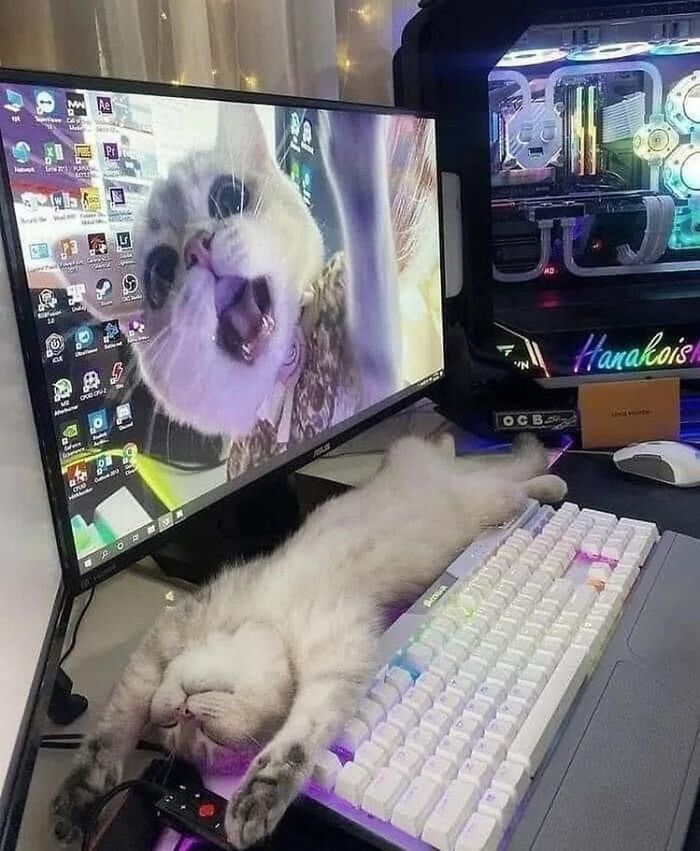 46 Hilarious Cat Pics Shared By A Page That Knows Cats Are Never Normal 46 Hilarious Cat Pics Shared By A Page That Knows Cats Are Never Normal