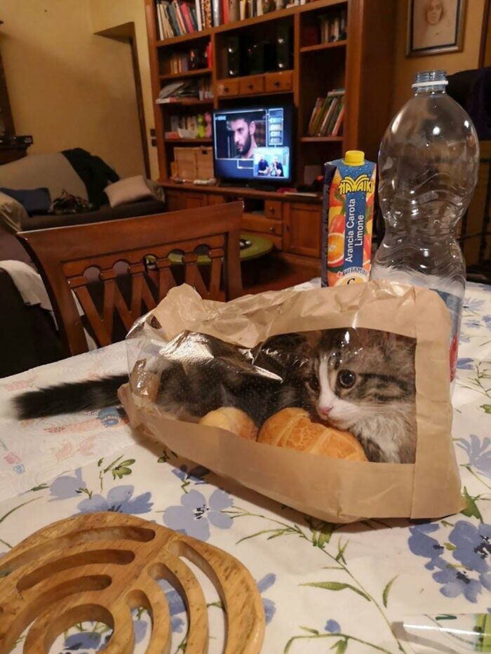 46 Hilarious Cat Pics Shared By A Page That Knows Cats Are Never Normal 46 Hilarious Cat Pics Shared By A Page That Knows Cats Are Never Normal