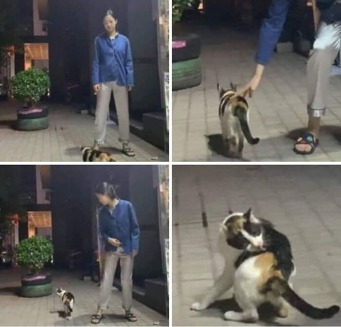 46 Hilarious Cat Pics Shared By A Page That Knows Cats Are Never Normal 46 Hilarious Cat Pics Shared By A Page That Knows Cats Are Never Normal