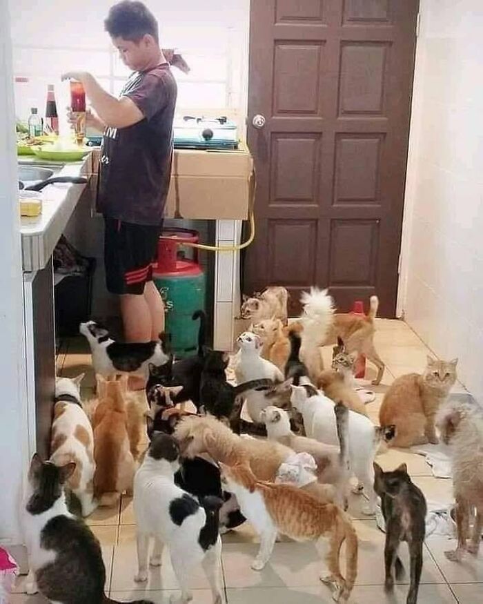 46 Hilarious Cat Pics Shared By A Page That Knows Cats Are Never Normal 46 Hilarious Cat Pics Shared By A Page That Knows Cats Are Never Normal