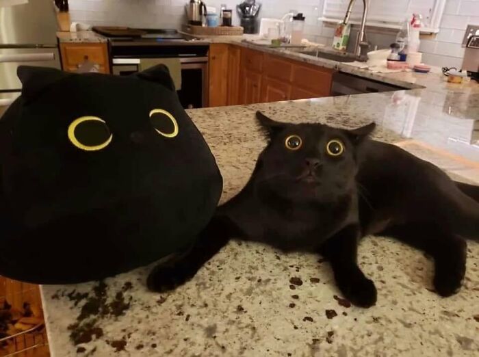 46 Hilarious Cat Pics Shared By A Page That Knows Cats Are Never Normal 46 Hilarious Cat Pics Shared By A Page That Knows Cats Are Never Normal