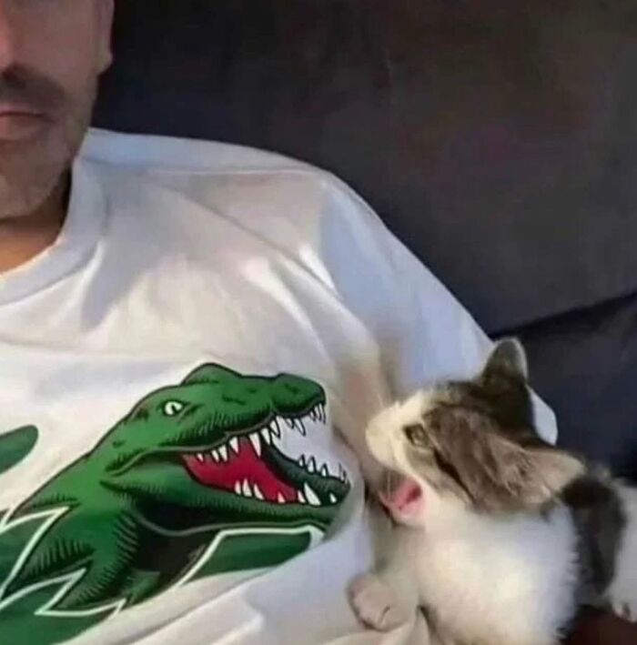 46 Hilarious Cat Pics Shared By A Page That Knows Cats Are Never Normal 46 Hilarious Cat Pics Shared By A Page That Knows Cats Are Never Normal