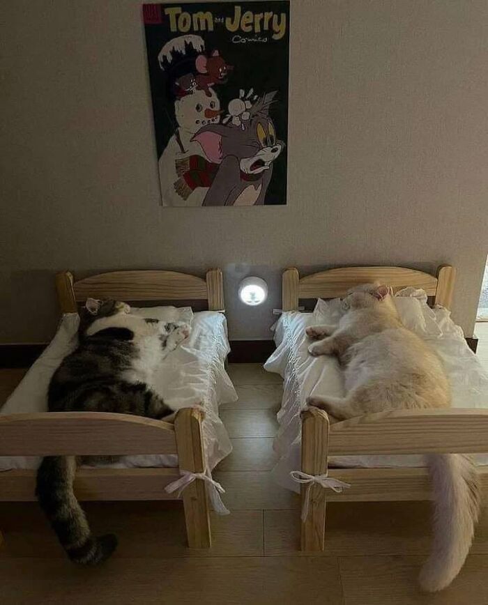 46 Hilarious Cat Pics Shared By A Page That Knows Cats Are Never Normal 46 Hilarious Cat Pics Shared By A Page That Knows Cats Are Never Normal