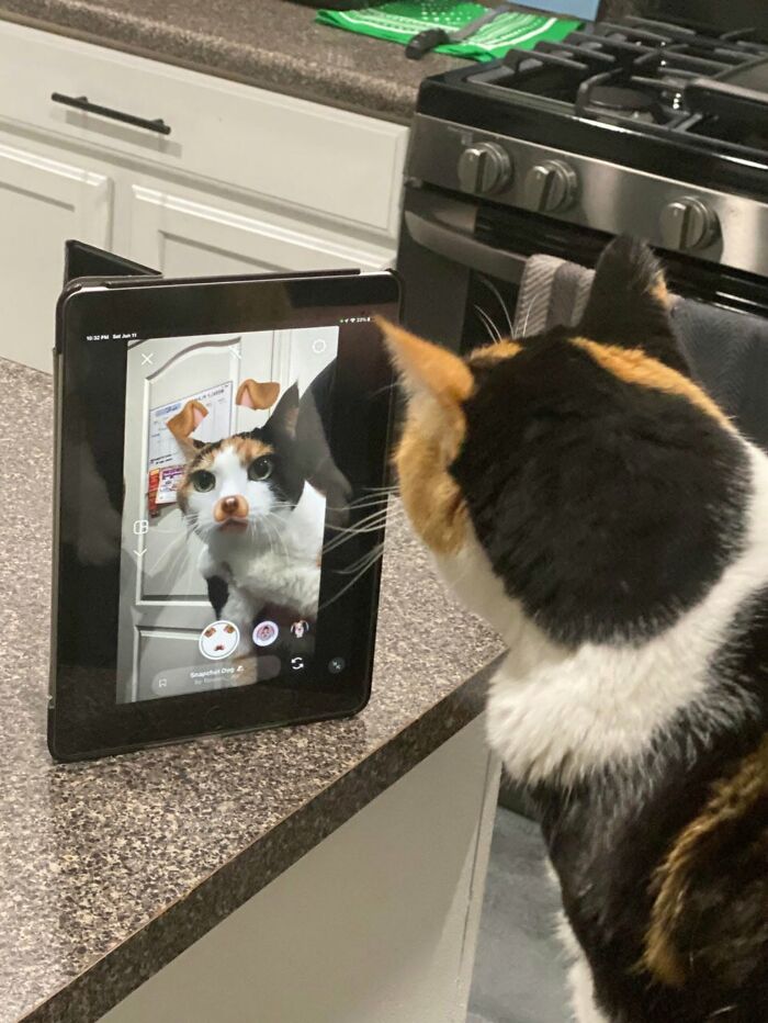 46 Hilarious Cat Pics Shared By A Page That Knows Cats Are Never Normal 46 Hilarious Cat Pics Shared By A Page That Knows Cats Are Never Normal