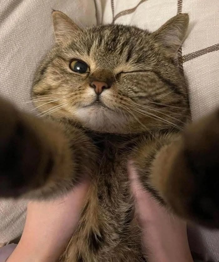 46 Hilarious Cat Pics Shared By A Page That Knows Cats Are Never Normal 46 Hilarious Cat Pics Shared By A Page That Knows Cats Are Never Normal