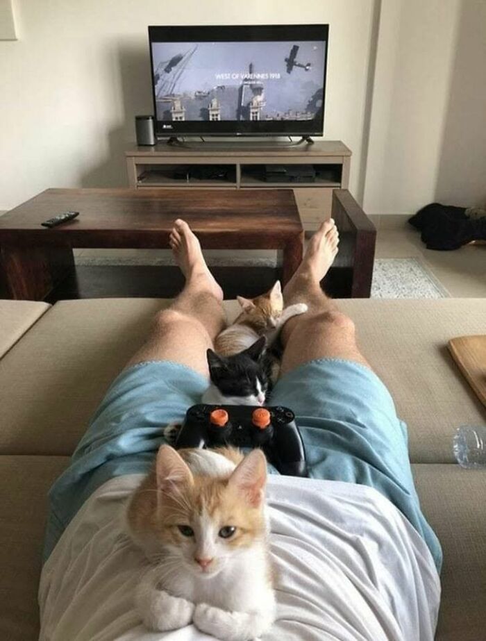 46 Hilarious Cat Pics Shared By A Page That Knows Cats Are Never Normal 46 Hilarious Cat Pics Shared By A Page That Knows Cats Are Never Normal