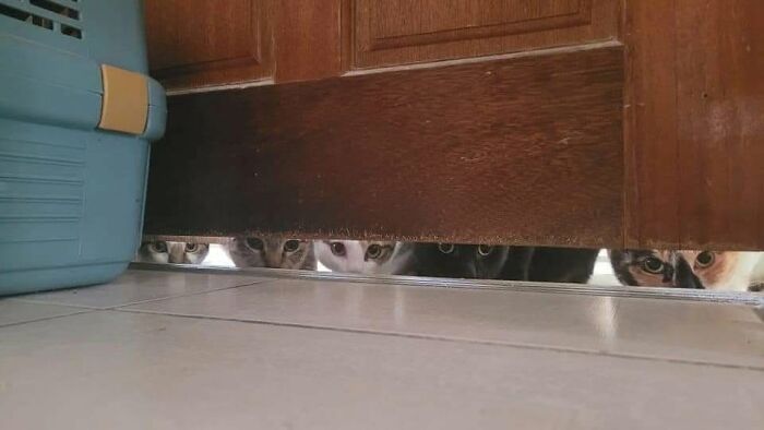 46 Hilarious Cat Pics Shared By A Page That Knows Cats Are Never Normal 46 Hilarious Cat Pics Shared By A Page That Knows Cats Are Never Normal