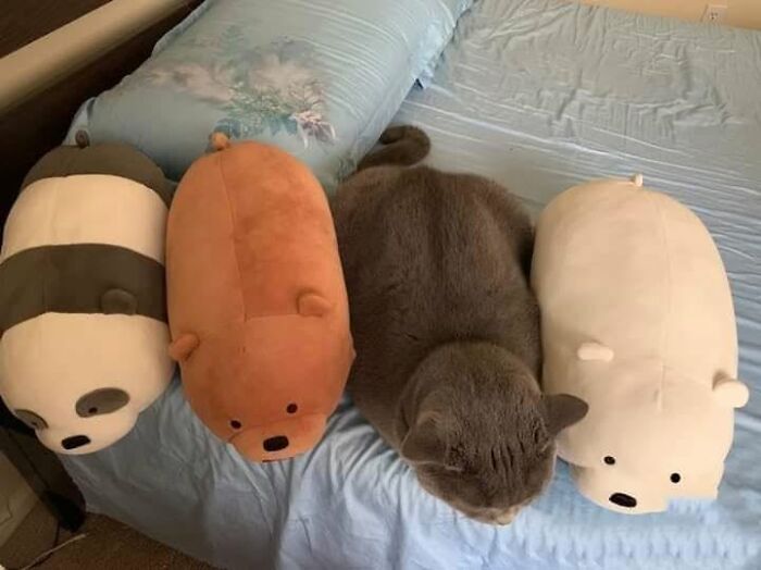 46 Hilarious Cat Pics Shared By A Page That Knows Cats Are Never Normal 46 Hilarious Cat Pics Shared By A Page That Knows Cats Are Never Normal