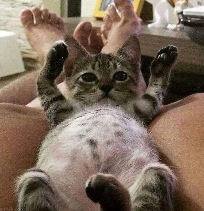 46 Hilarious Cat Pics Shared By A Page That Knows Cats Are Never Normal 46 Hilarious Cat Pics Shared By A Page That Knows Cats Are Never Normal