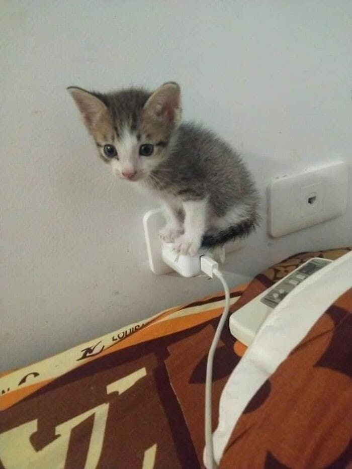 46 Hilarious Cat Pics Shared By A Page That Knows Cats Are Never Normal 46 Hilarious Cat Pics Shared By A Page That Knows Cats Are Never Normal