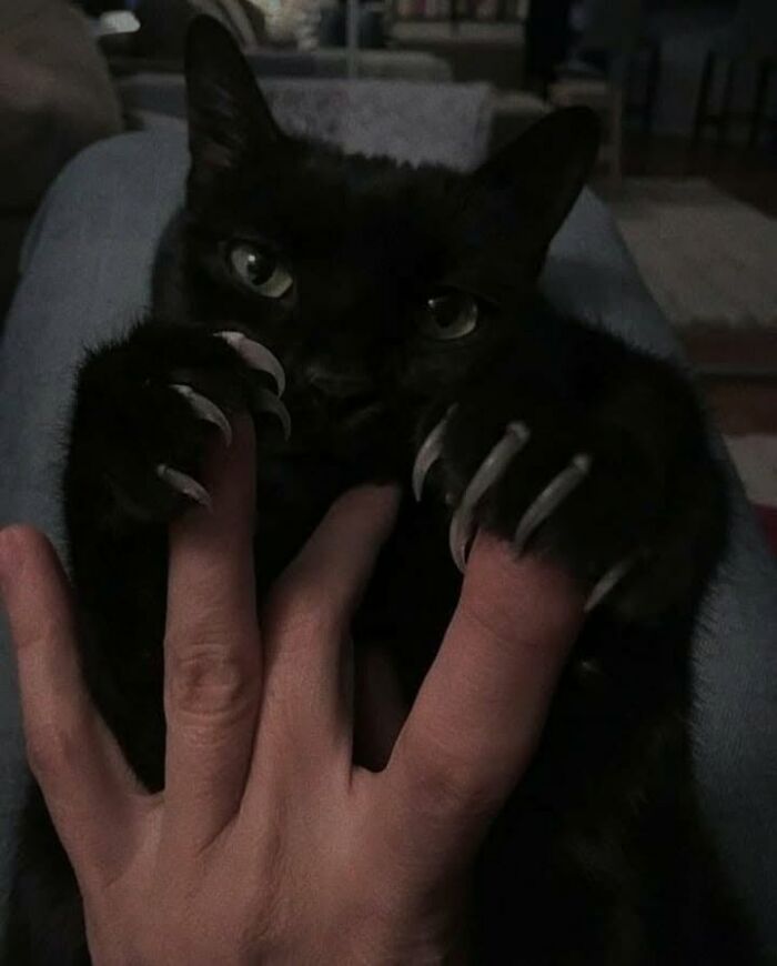 46 Hilarious Cat Pics Shared By A Page That Knows Cats Are Never Normal 46 Hilarious Cat Pics Shared By A Page That Knows Cats Are Never Normal