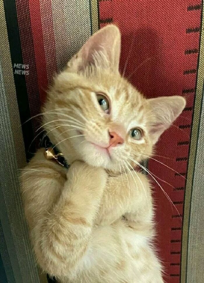 46 Hilarious Cat Pics Shared By A Page That Knows Cats Are Never Normal 46 Hilarious Cat Pics Shared By A Page That Knows Cats Are Never Normal