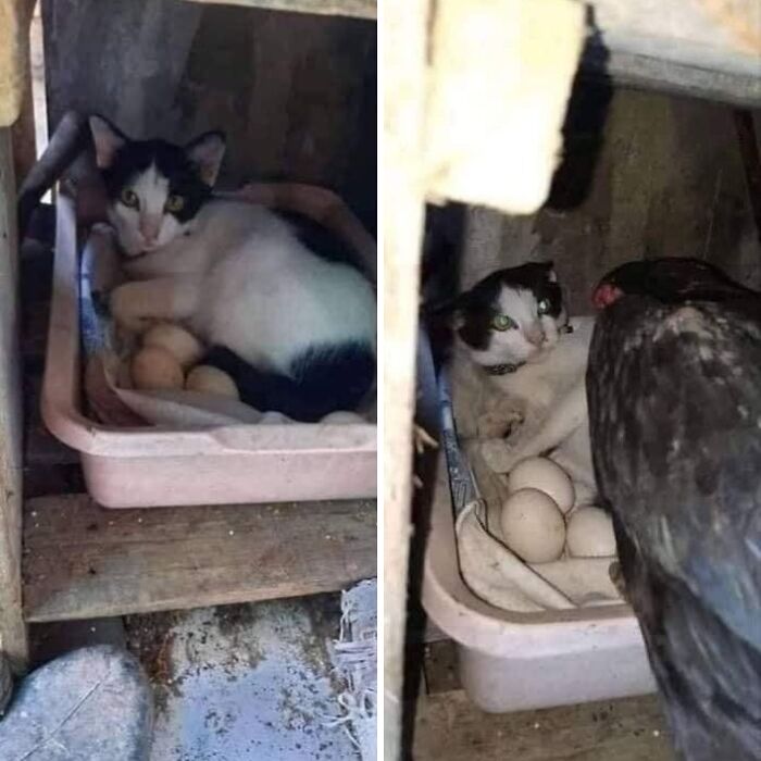 46 Hilarious Cat Pics Shared By A Page That Knows Cats Are Never Normal 46 Hilarious Cat Pics Shared By A Page That Knows Cats Are Never Normal