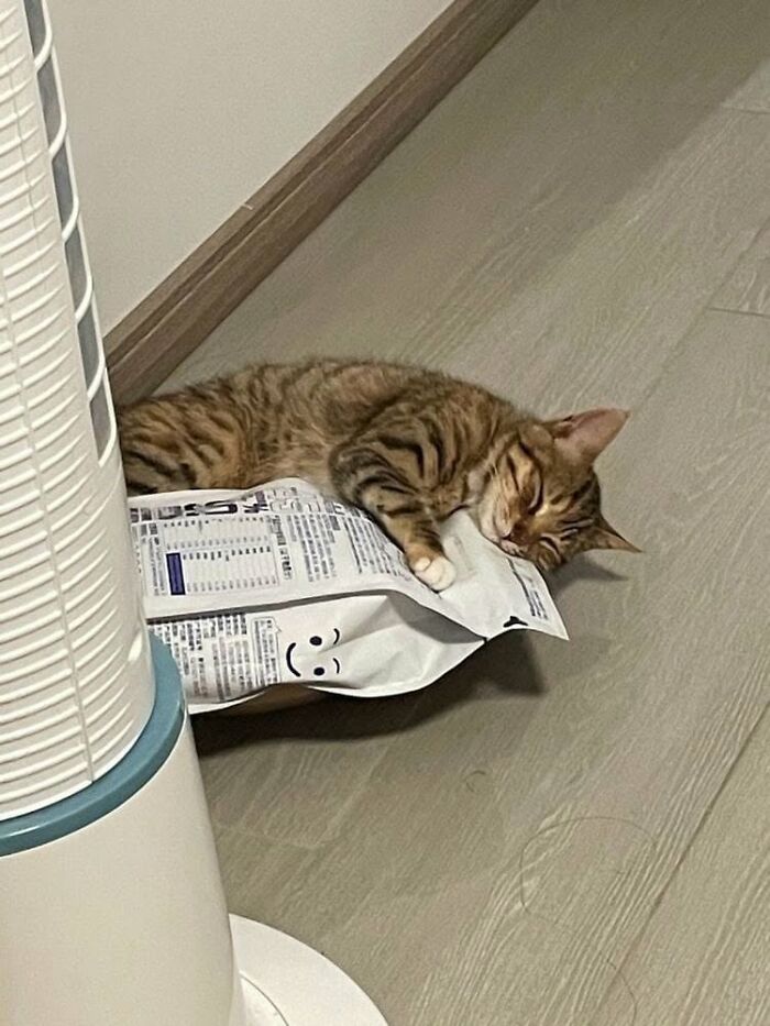 46 Hilarious Cat Pics Shared By A Page That Knows Cats Are Never Normal 46 Hilarious Cat Pics Shared By A Page That Knows Cats Are Never Normal