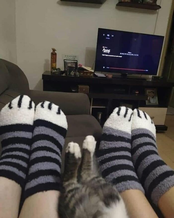 46 Hilarious Cat Pics Shared By A Page That Knows Cats Are Never Normal 46 Hilarious Cat Pics Shared By A Page That Knows Cats Are Never Normal