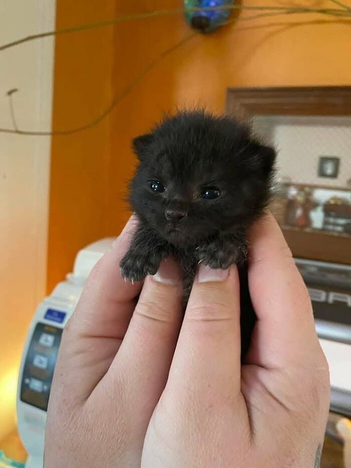 46 Hilarious Cat Pics Shared By A Page That Knows Cats Are Never Normal 46 Hilarious Cat Pics Shared By A Page That Knows Cats Are Never Normal