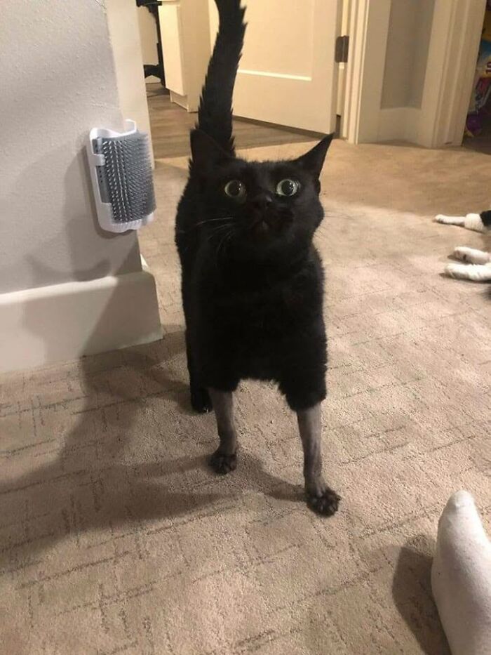 46 Hilarious Cat Pics Shared By A Page That Knows Cats Are Never Normal 46 Hilarious Cat Pics Shared By A Page That Knows Cats Are Never Normal