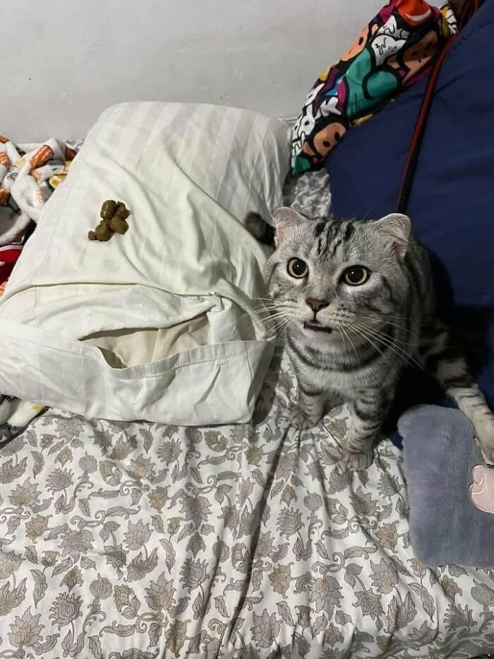 46 Hilarious Cat Pics Shared By A Page That Knows Cats Are Never Normal 46 Hilarious Cat Pics Shared By A Page That Knows Cats Are Never Normal