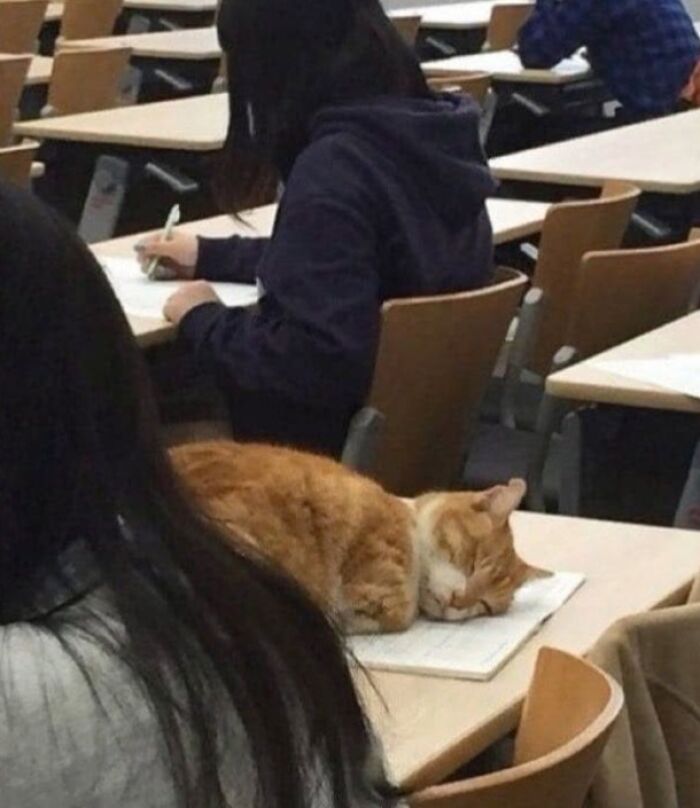 46 Hilarious Cat Pics Shared By A Page That Knows Cats Are Never Normal 46 Hilarious Cat Pics Shared By A Page That Knows Cats Are Never Normal