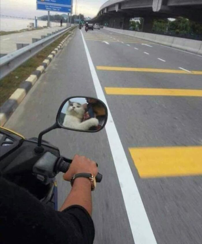 46 Hilarious Cat Pics Shared By A Page That Knows Cats Are Never Normal 46 Hilarious Cat Pics Shared By A Page That Knows Cats Are Never Normal