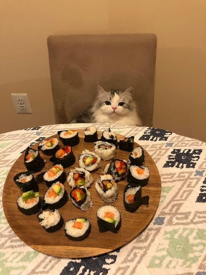 46 Hilarious Cat Pics Shared By A Page That Knows Cats Are Never Normal 46 Hilarious Cat Pics Shared By A Page That Knows Cats Are Never Normal
