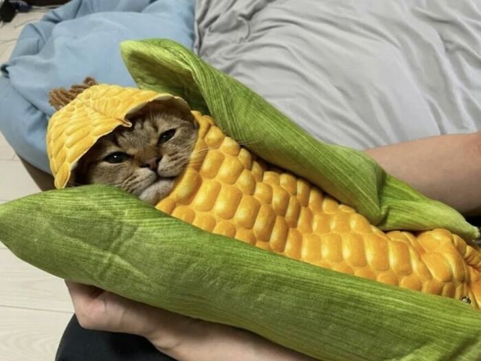46 Hilarious Cat Pics Shared By A Page That Knows Cats Are Never Normal 46 Hilarious Cat Pics Shared By A Page That Knows Cats Are Never Normal