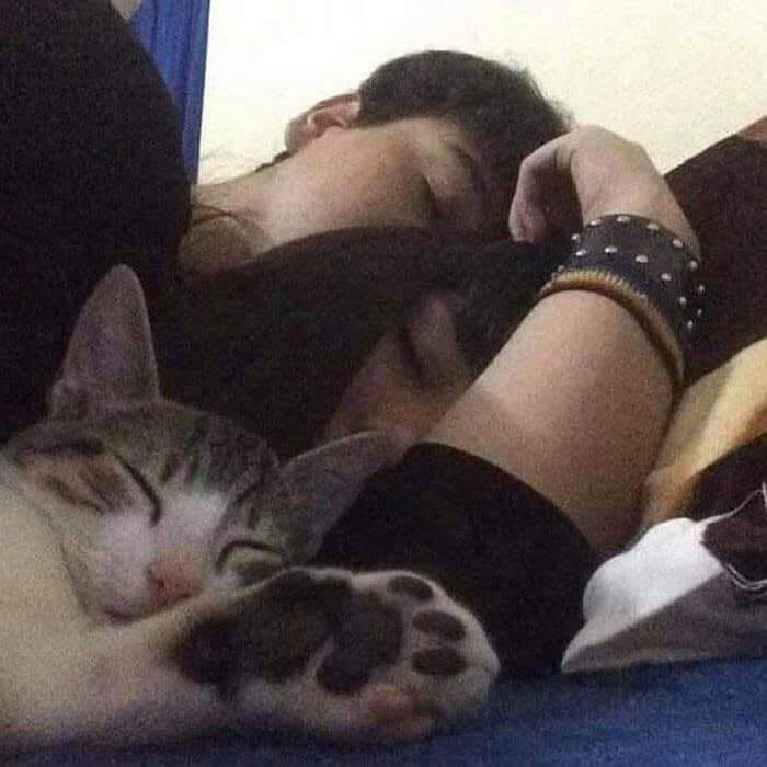 46 Hilarious Cat Pics Shared By A Page That Knows Cats Are Never Normal 46 Hilarious Cat Pics Shared By A Page That Knows Cats Are Never Normal