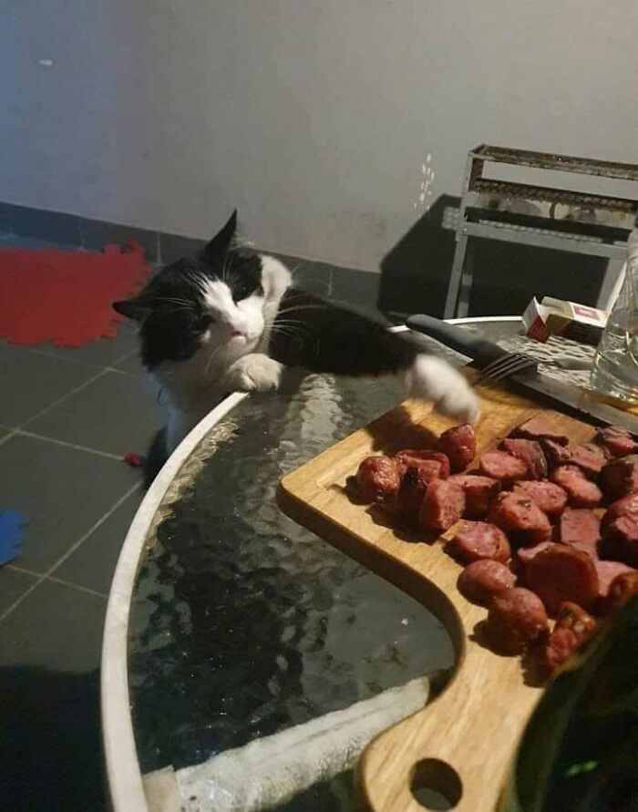 46 Hilarious Cat Pics Shared By A Page That Knows Cats Are Never Normal 46 Hilarious Cat Pics Shared By A Page That Knows Cats Are Never Normal