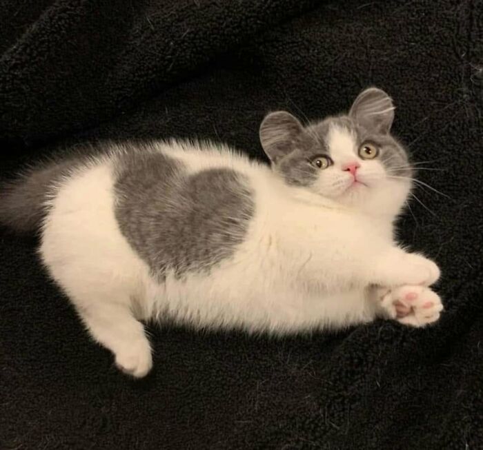 46 Hilarious Cat Pics Shared By A Page That Knows Cats Are Never Normal 46 Hilarious Cat Pics Shared By A Page That Knows Cats Are Never Normal