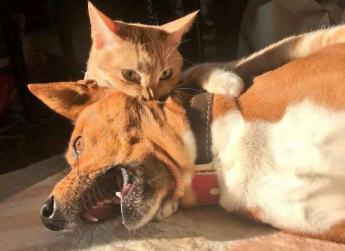 46 Hilarious Cat Pics Shared By A Page That Knows Cats Are Never Normal 46 Hilarious Cat Pics Shared By A Page That Knows Cats Are Never Normal