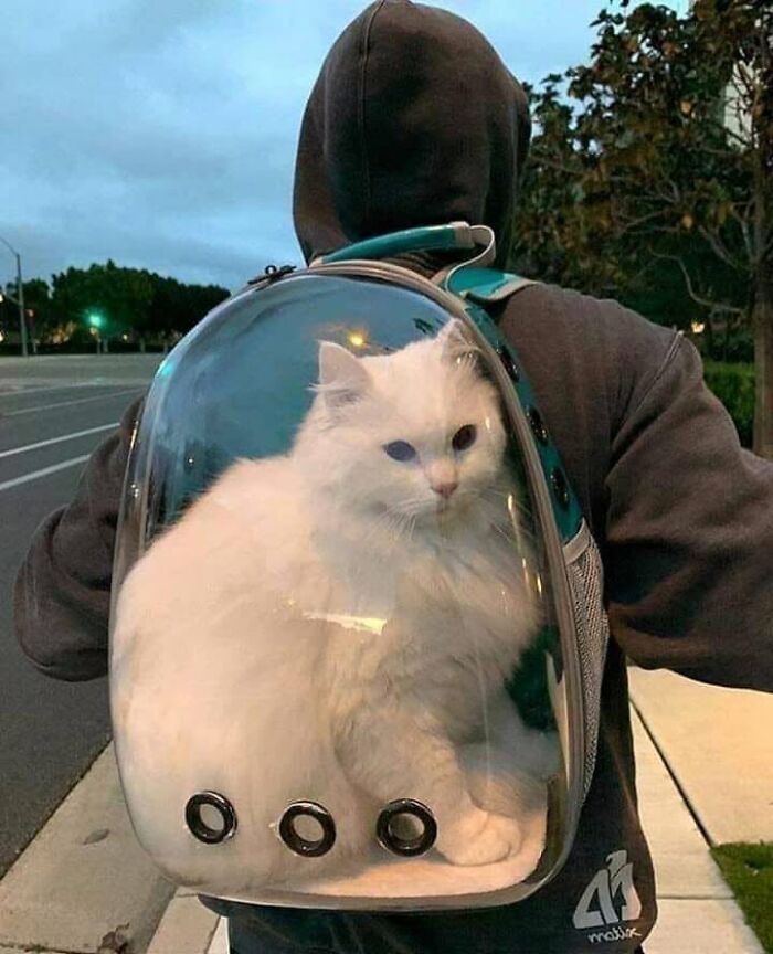 46 Hilarious Cat Pics Shared By A Page That Knows Cats Are Never Normal 46 Hilarious Cat Pics Shared By A Page That Knows Cats Are Never Normal