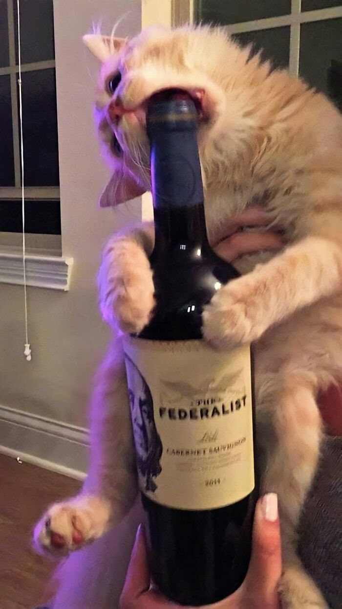 46 Hilarious Cat Pics Shared By A Page That Knows Cats Are Never Normal 46 Hilarious Cat Pics Shared By A Page That Knows Cats Are Never Normal