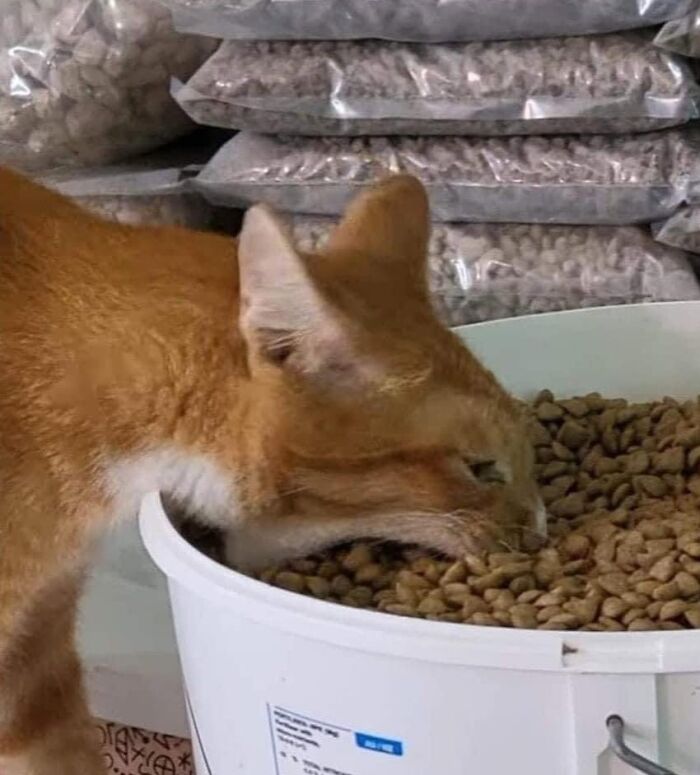 46 Hilarious Cat Pics Shared By A Page That Knows Cats Are Never Normal 46 Hilarious Cat Pics Shared By A Page That Knows Cats Are Never Normal