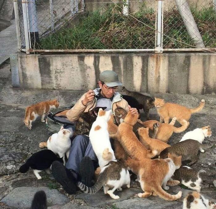 46 Hilarious Cat Pics Shared By A Page That Knows Cats Are Never Normal 46 Hilarious Cat Pics Shared By A Page That Knows Cats Are Never Normal
