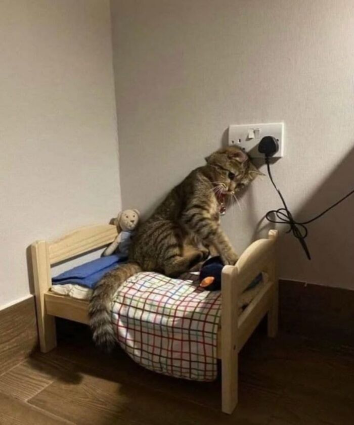46 Hilarious Cat Pics Shared By A Page That Knows Cats Are Never Normal 46 Hilarious Cat Pics Shared By A Page That Knows Cats Are Never Normal