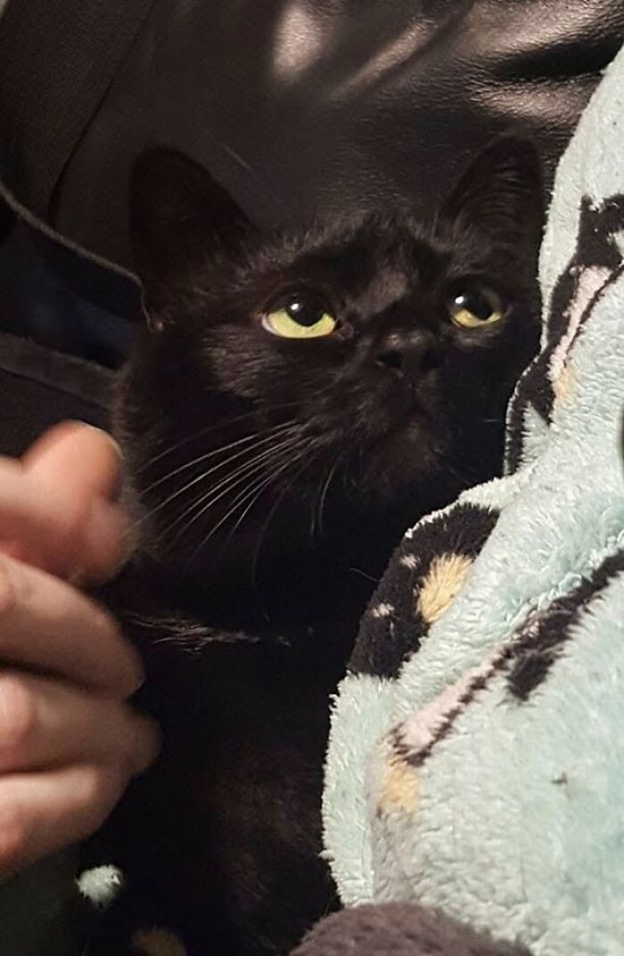 46 Hilarious Cat Pics Shared By A Page That Knows Cats Are Never Normal 46 Hilarious Cat Pics Shared By A Page That Knows Cats Are Never Normal