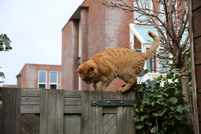 Tenant Refuses To Leave As Neighbor Escalates, Then 14 Cat Traps Bring A $14k Fine From Officials Tenant Refuses To Leave As Neighbor Escalates, Then 14 Cat Traps Bring A $14k Fine From Officials