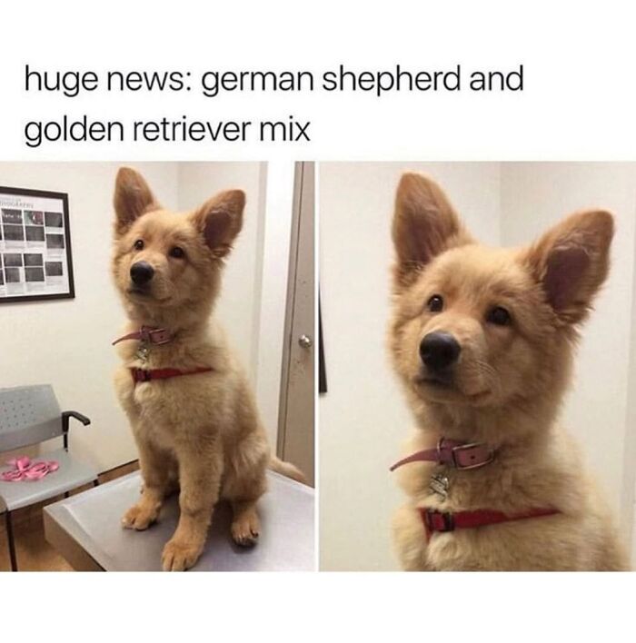 77 Hilarious Memes That Might Be The Reason Why You Go To Bed In A Good Mood Tonight 77 Hilarious Memes That Might Be The Reason Why You Go To Bed In A Good Mood Tonight
