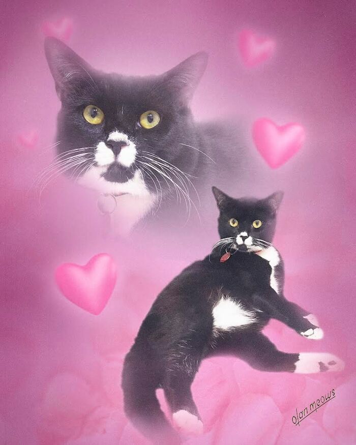 These Artists Give People’s Pets The Hilarious Over-The-Top ’80s Portrait Treatment (49 Pics) These Artists Give People’s Pets The Hilarious Over-The-Top ’80s Portrait Treatment (49 Pics)
