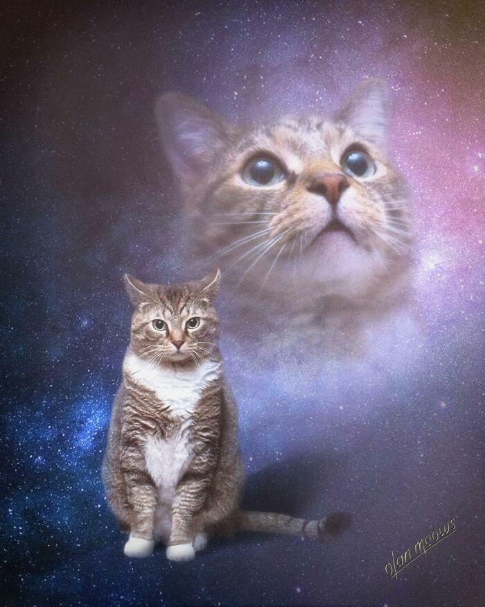 These Artists Give People’s Pets The Hilarious Over-The-Top ’80s Portrait Treatment (49 Pics) These Artists Give People’s Pets The Hilarious Over-The-Top ’80s Portrait Treatment (49 Pics)