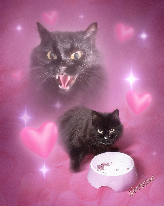 These Artists Give People’s Pets The Hilarious Over-The-Top ’80s Portrait Treatment (49 Pics) These Artists Give People’s Pets The Hilarious Over-The-Top ’80s Portrait Treatment (49 Pics)