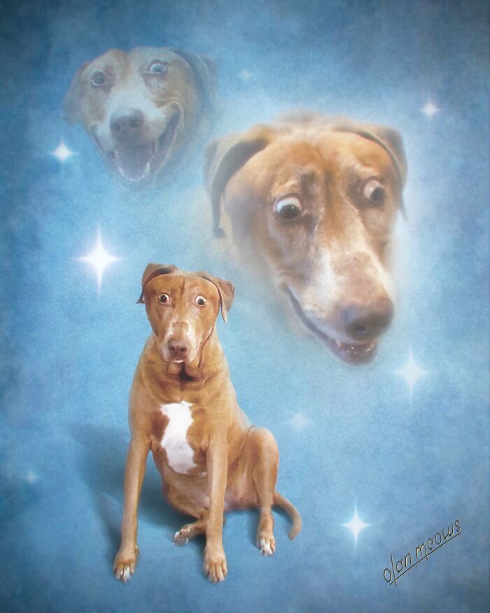 These Artists Give People’s Pets The Hilarious Over-The-Top ’80s Portrait Treatment (49 Pics) These Artists Give People’s Pets The Hilarious Over-The-Top ’80s Portrait Treatment (49 Pics)