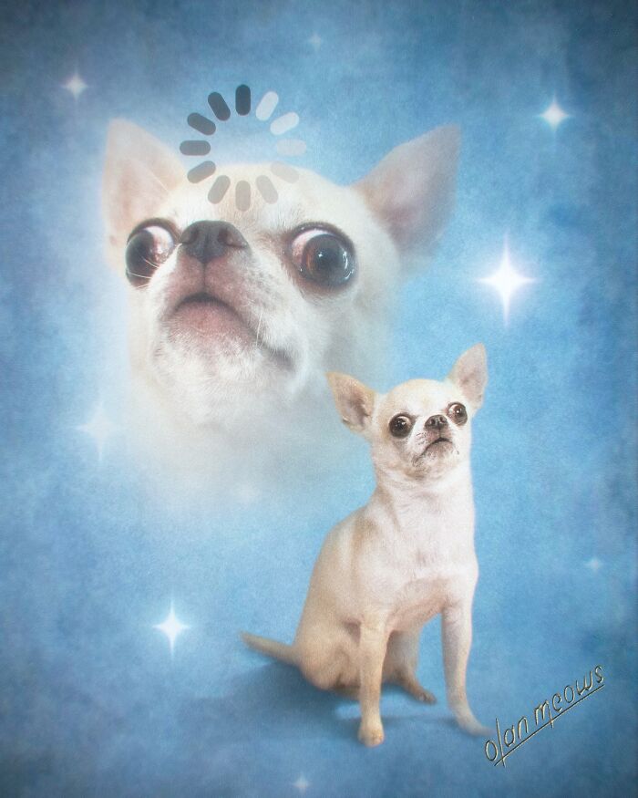 These Artists Give People’s Pets The Hilarious Over-The-Top ’80s Portrait Treatment (49 Pics) These Artists Give People’s Pets The Hilarious Over-The-Top ’80s Portrait Treatment (49 Pics)