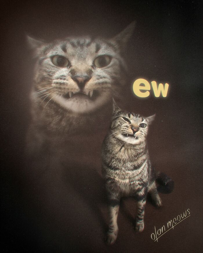 These Artists Give People’s Pets The Hilarious Over-The-Top ’80s Portrait Treatment (49 Pics) These Artists Give People’s Pets The Hilarious Over-The-Top ’80s Portrait Treatment (49 Pics)