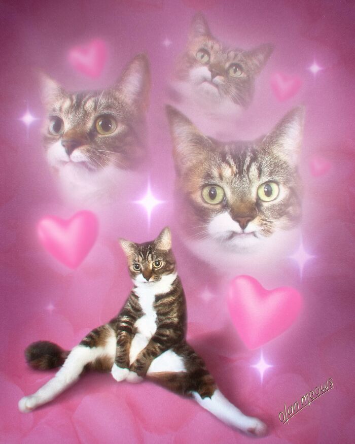 These Artists Give People’s Pets The Hilarious Over-The-Top ’80s Portrait Treatment (49 Pics) These Artists Give People’s Pets The Hilarious Over-The-Top ’80s Portrait Treatment (49 Pics)