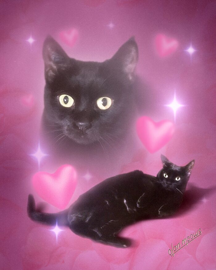 These Artists Give People’s Pets The Hilarious Over-The-Top ’80s Portrait Treatment (49 Pics) These Artists Give People’s Pets The Hilarious Over-The-Top ’80s Portrait Treatment (49 Pics)