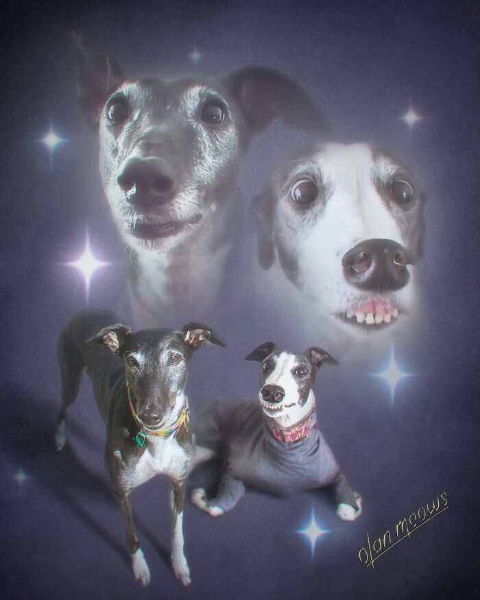 These Artists Give People’s Pets The Hilarious Over-The-Top ’80s Portrait Treatment (49 Pics) These Artists Give People’s Pets The Hilarious Over-The-Top ’80s Portrait Treatment (49 Pics)