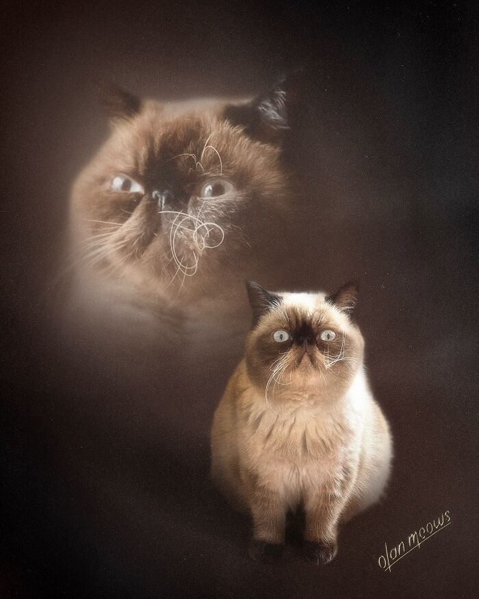 These Artists Give People’s Pets The Hilarious Over-The-Top ’80s Portrait Treatment (49 Pics) These Artists Give People’s Pets The Hilarious Over-The-Top ’80s Portrait Treatment (49 Pics)