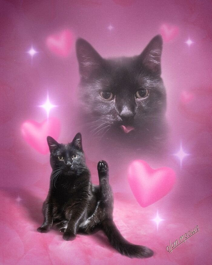 These Artists Give People’s Pets The Hilarious Over-The-Top ’80s Portrait Treatment (49 Pics) These Artists Give People’s Pets The Hilarious Over-The-Top ’80s Portrait Treatment (49 Pics)